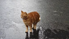 Mitä matkailijan on hyvä tietää Istanbulin kissoista: vinkkejä ja tarinoita