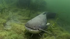 Satojen kilojen painoiset somit: kannattaako näitä ennätysmiesiä pelätä