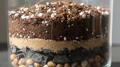 Zamioculcas viihtyy vähäravinteisessa, kevyessä ja kuohkeassa maaperässä – valmistetaan se itse