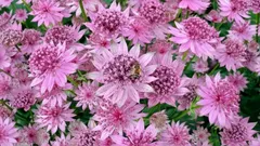 Istuta ja unohda: vaatimaton monivuotinen kasvi, joka kukkii koko kesän